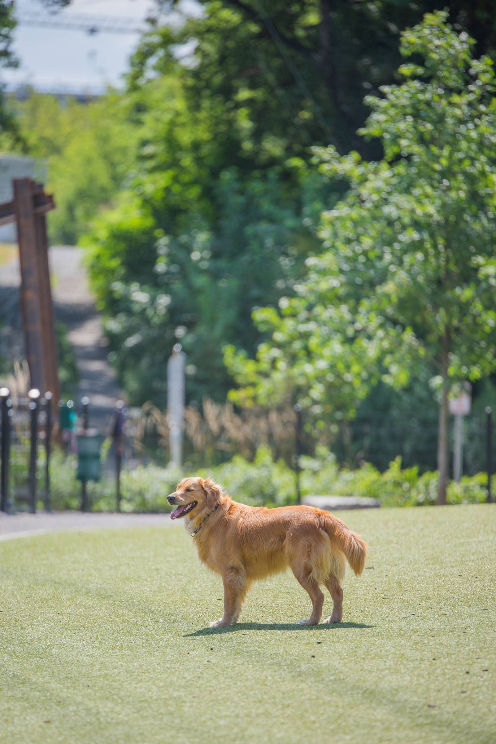 Residences at Capitol View pet friendly apartment golden retriever standing in the park 